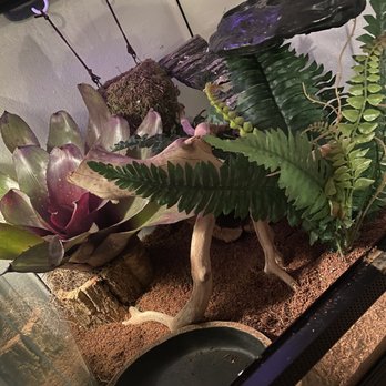 East Bay Vivarium - Live air plant, fake fern decoration, and large wood piece purchased. - Reptile Shops Near Me - Berkeley, California