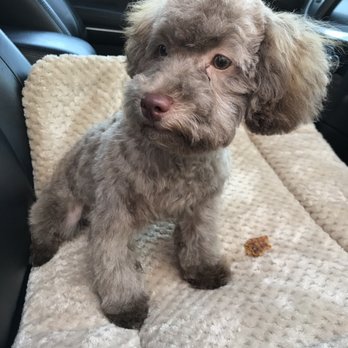 All 4's Grooming - AFTER grooming. I can't get enough - Pet Groomers Near Me - San Jose, California