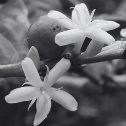 O Coffee - Coffee Cherry