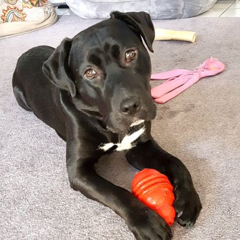 Canine Tutors - Gilligan - Pet Training Near Me