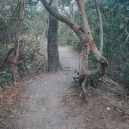 Interesting trees