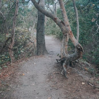 Emerson Point Park - Interesting trees - Parks Near Me - Palmetto, Florida