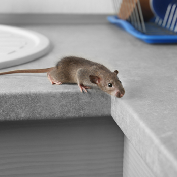 Pest Shield - Pest Control Near Me Pest Shield - Pest Control Near Me