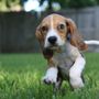 PetSuites Missouri City