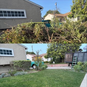 Lax Junk Haul - Massive Greenery Pile Los Angeles - Junk Removal & Hauling Near Me Lax Junk Haul - Massive Greenery Pile Los Angeles - Junk Removal & Hauling Near Me