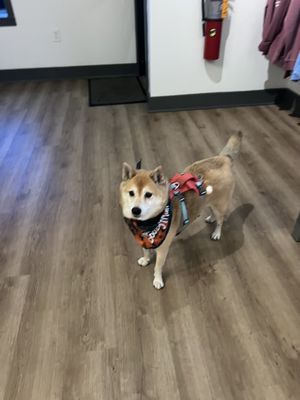 The Boozy Mutt by null