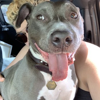 Tanasbourne Veterinary Emergency - My favorite doggo thanks you too. - Veterinarians Near Me - Beaverton, Oregon Tanasbourne Veterinary Emergency - My favorite doggo thanks you too. - Veterinarians Near Me - Beaverton, Oregon