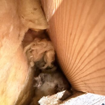 Deivis rodent control - Dead rodent found between duct, wall, and insulation - Pest Control Near Me