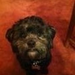 This is Teddy adopted from Toy Breed Rescue. This is Teddy adopted from Toy Breed Rescue.