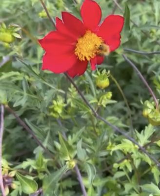 Botanical Garden by null