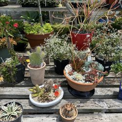 Yamaguchi Bonsai Nursery
