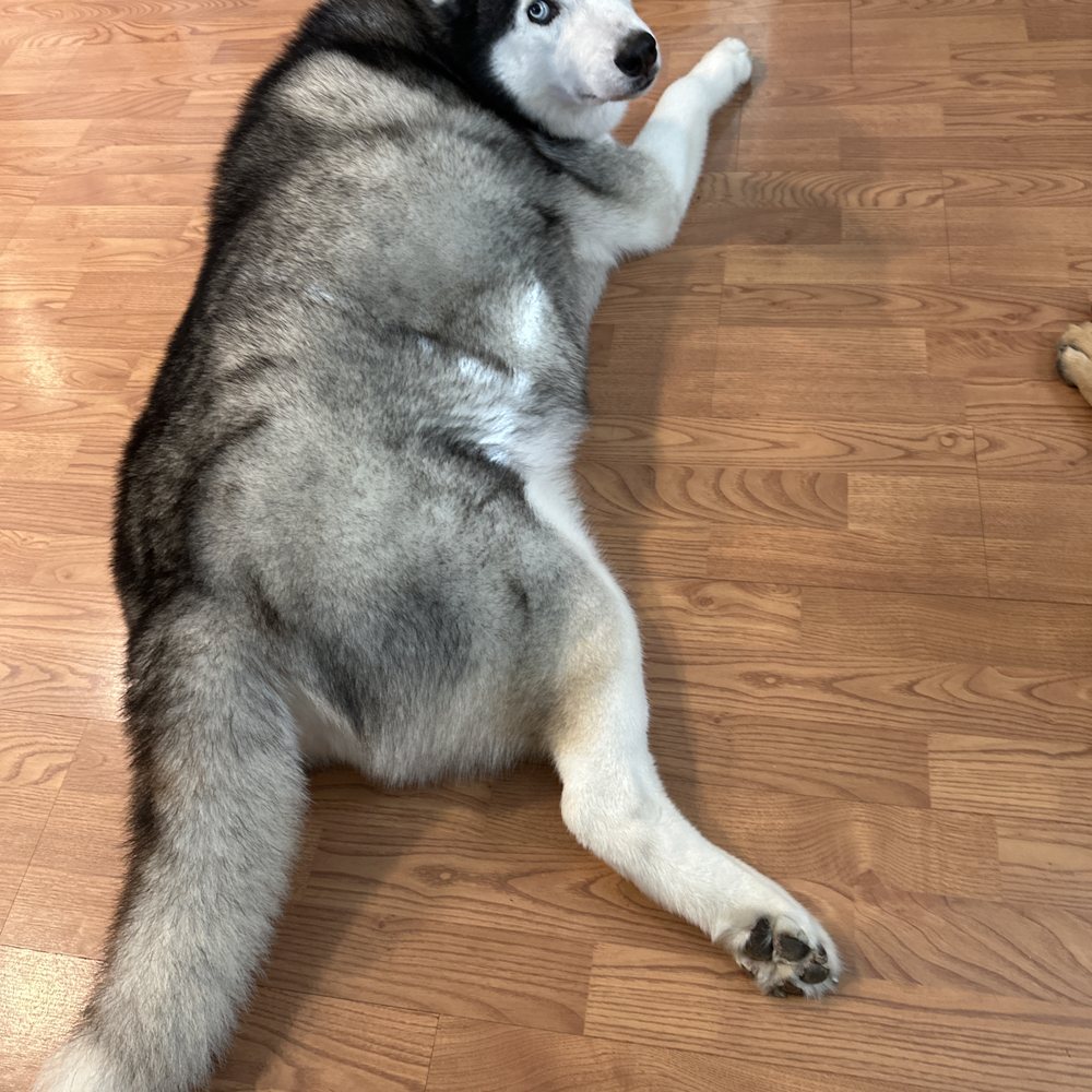 My Husky Blue! My Husky Blue!