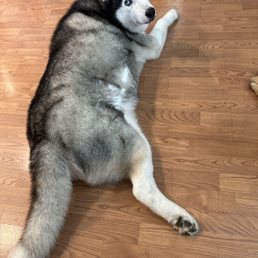 My Husky Blue! My Husky Blue!