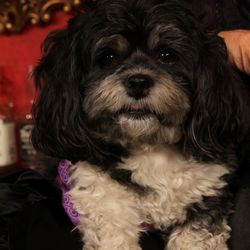 Advanced Animal Medical - Lola loves Dr A!!