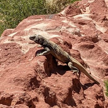 Calico Basin Trail - Huge lizard! - Hiking Near Me Calico Basin Trail - Huge lizard! - Hiking Near Me