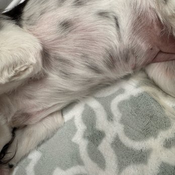 Dogs Etc - Red irritated skin and long coats when asked to shave down - Pet Groomers Near Me - Newhall, California