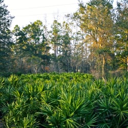 Goethe State Forest - Along one of the trails.