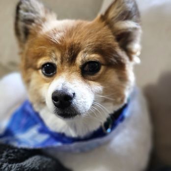 S & O Grooming - Pet Groomers Near Me S & O Grooming - Pet Groomers Near Me