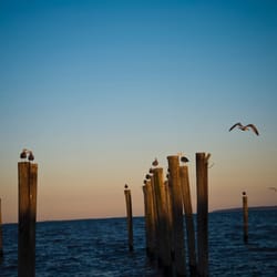 Great Kills Park - Birds.