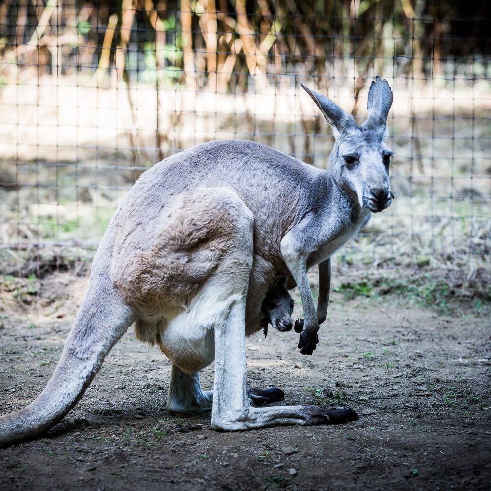 The Outback Kangaroo Farm - Zoos Near Me - Arlington, Washington The Outback Kangaroo Farm - Zoos Near Me - Arlington, Washington