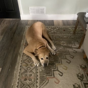 Pet Cancer Group - Veterinarians Near Me - Miami, Florida Pet Cancer Group - Veterinarians Near Me - Miami, Florida