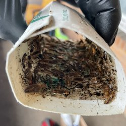 Premier Pest Control - These are German Roaches