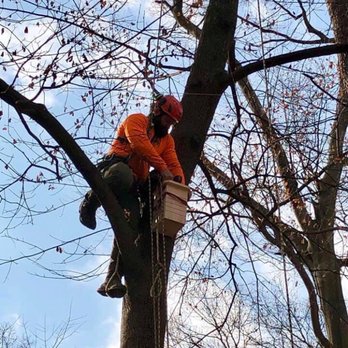 Treemendous Tree Care - Treemendous tree care - Tree Services Near Me Treemendous Tree Care - Treemendous tree care - Tree Services Near Me