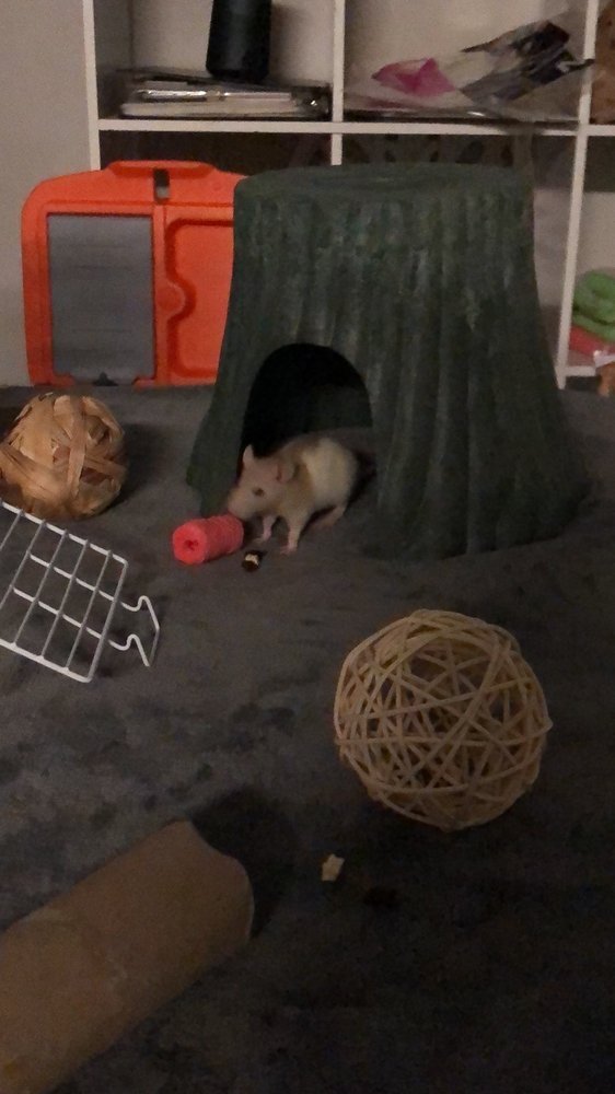 UNCLE BILL’S PET CENTERS WEST INDIANAPOLIS Updated June 2024 36