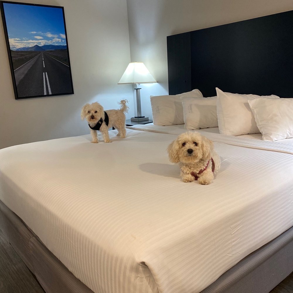 Pet friendly Pet friendly