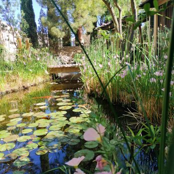 Afishole - a pond with lily pads and a house in the background - Landscaping Near Me Afishole - a pond with lily pads and a house in the background - Landscaping Near Me