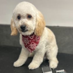 Super Paws Dog Resort