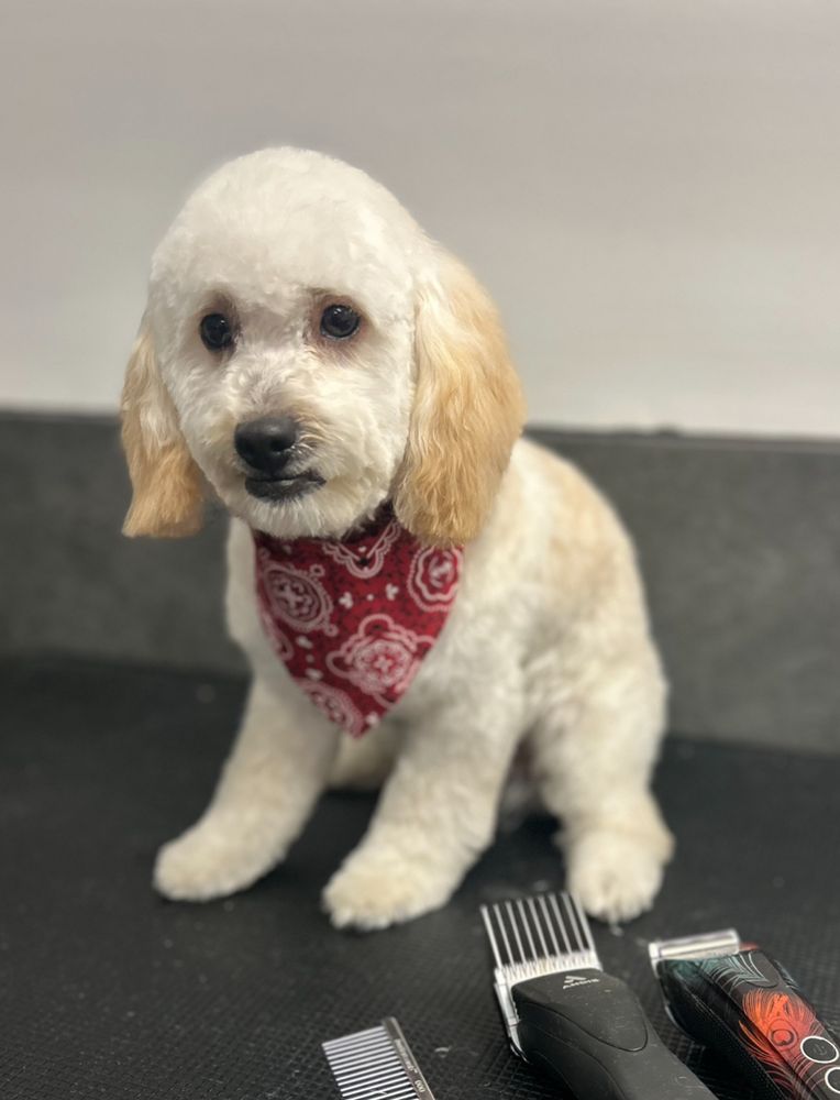 Super Paws Dog Resort - pet boarding facility in The Colony, TX