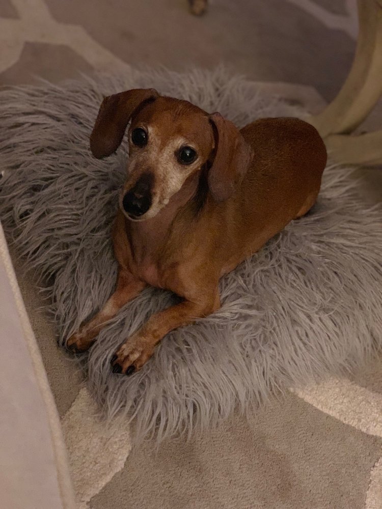 HARVESTER VETERINARY HOSPITAL OF BURR RIDGE Updated September 2024