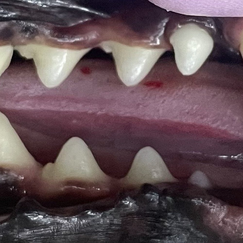 Bright N Shine Pet Dental - This is the teeth of an 8 yr old dog!! They have transformed them - Pet Groomers Near Me - Pompano Beach, Florida Bright N Shine Pet Dental - This is the teeth of an 8 yr old dog!! They have transformed them - Pet Groomers Near Me - Pompano Beach, Florida