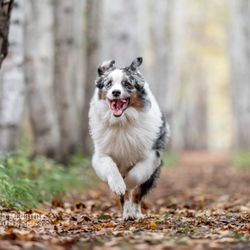 Sandra McCarthy Photography - Pet in Action