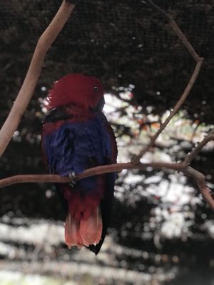 Melbourne Zoo by null