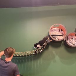 Cat bridge Cat bridge