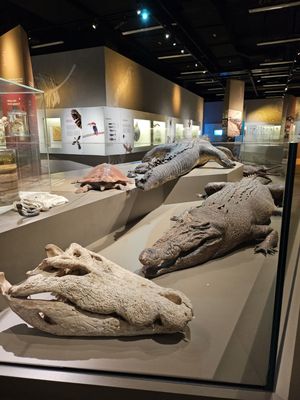 Lee Kong Chian Natural History Museum, Singapore by null