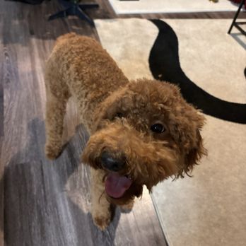 Four Paws Pet Spa - Pet Groomers Near Me - Franklin, Tennessee