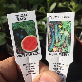 High Country Nursery - At Nusery 4/28/17 - Nurseries & Gardening Near Me - Anza, California High Country Nursery - At Nusery 4/28/17 - Nurseries & Gardening Near Me - Anza, California