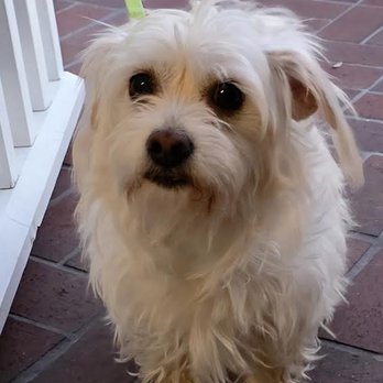 A Shear Pleasure Pet Salon - My dog Ragz - Pet Groomers Near Me - Torrance, California A Shear Pleasure Pet Salon - My dog Ragz - Pet Groomers Near Me - Torrance, California