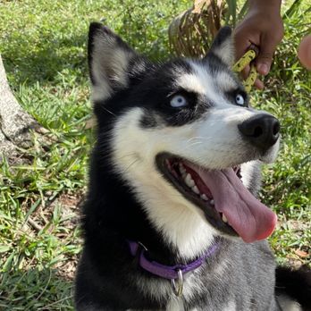 Big Dog Ranch Rescue - Animal Shelters Near Me - Loxahatchee, Florida Big Dog Ranch Rescue - Animal Shelters Near Me - Loxahatchee, Florida