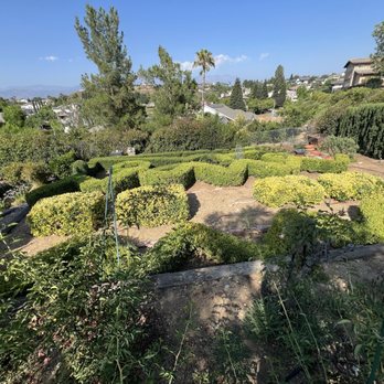 MTC Tree Care - Zigzag garden perfectly pruned - Tree Services Near Me - Riverside, California
