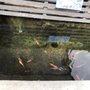 Photo of Pond 101