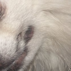 Boyd Veterinary Clinic - Bentleys lip