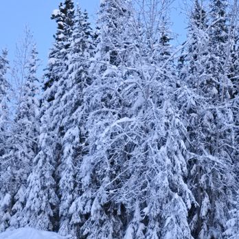 Alaska Element - Snow clad trees in the neighborhood. - Clothing Rental Near Me