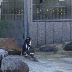 Kurpark - Humboldtpinguine aus Chile und Peru. Peruvian penguins from Chile and Peru.