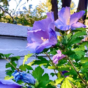 Lanam Club - Well-tended gardens filled with color throughout the year. - Venues & Event Spaces Near Me - Andover, Massachusetts Lanam Club - Well-tended gardens filled with color throughout the year. - Venues & Event Spaces Near Me - Andover, Massachusetts