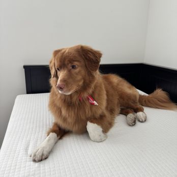 Sudzy Tailz - Pet Groomers Near Me - Gilbert, Arizona Sudzy Tailz - Pet Groomers Near Me - Gilbert, Arizona