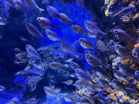 Okinawa Churaumi Aquarium by null